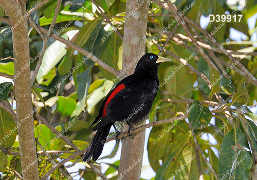 Red-rumped Cacique (Cacicus haemorrhous)
